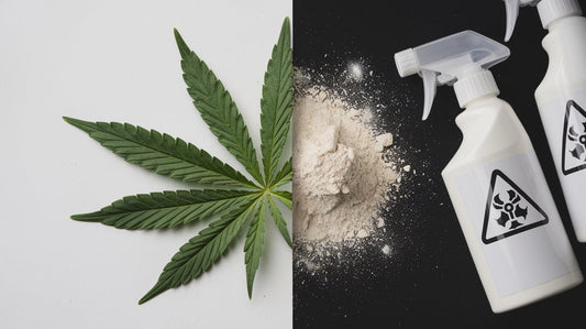 Künstliche Aromen in CBD Blüten: Warum synthetische Geschmacksstoffe den Körper schaden