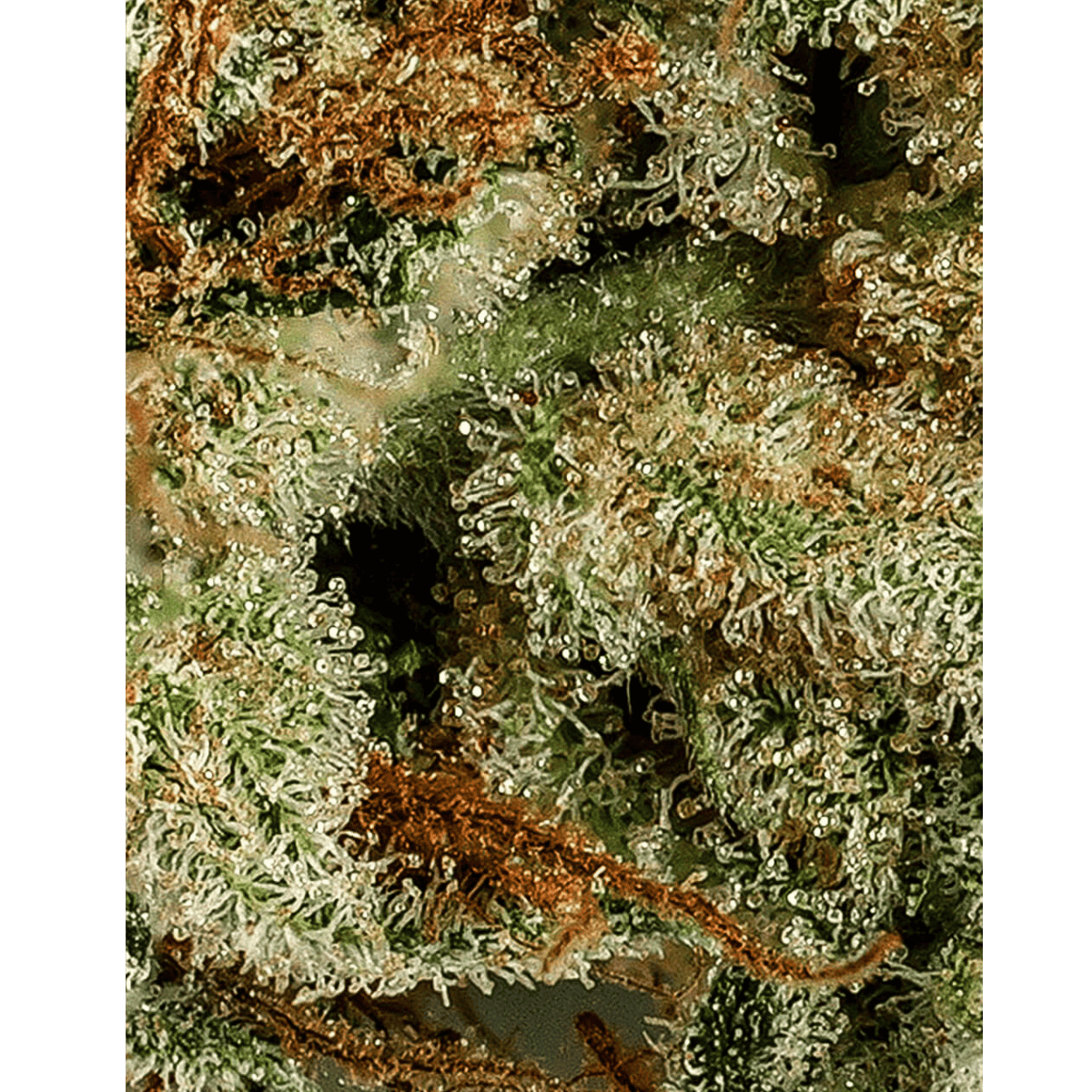 Cali Ivory Breath