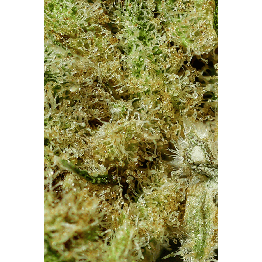 Amnesia Haze