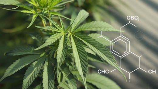 Was ist CBC (Cannabichromen)? – Das dritthäufigste Cannabinoid mit großem Potenzial und beeindruckender Wirkung