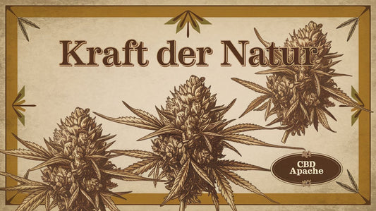 Laborgeprüfte CBD-Blüten kaufen - Ein Ausführlicher Leitfaden