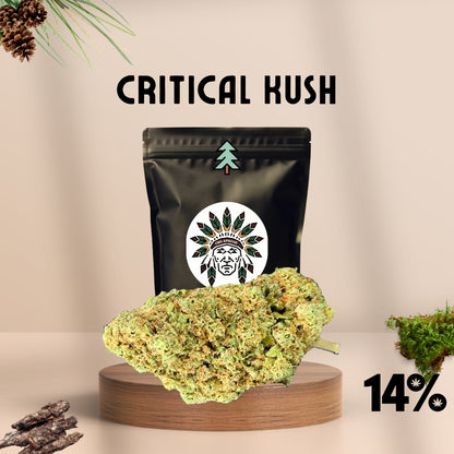CBD Blüten Sorte: Critical Kush – Erdig Süß Pinie