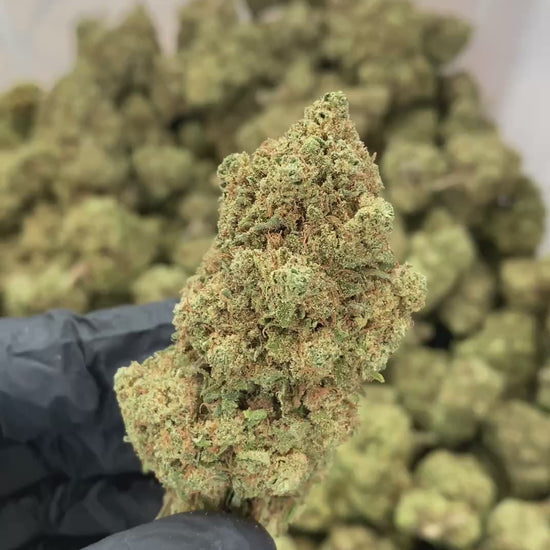 CBD Blüten Sorte: Critical Kush - 360 Betrachtung