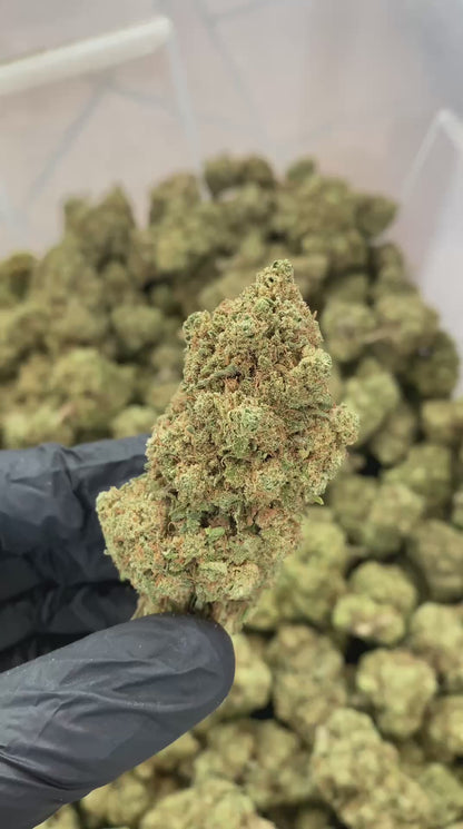 CBD Blüten Sorte: Critical Kush - 360 Betrachtung